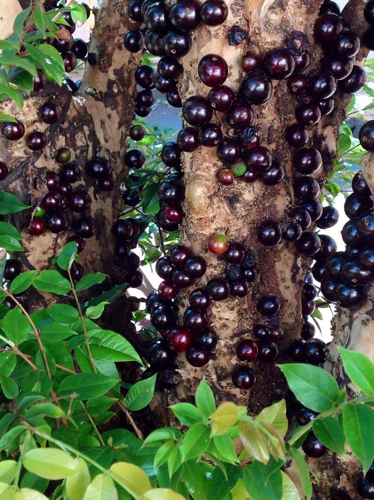 Jabuticaba fruit