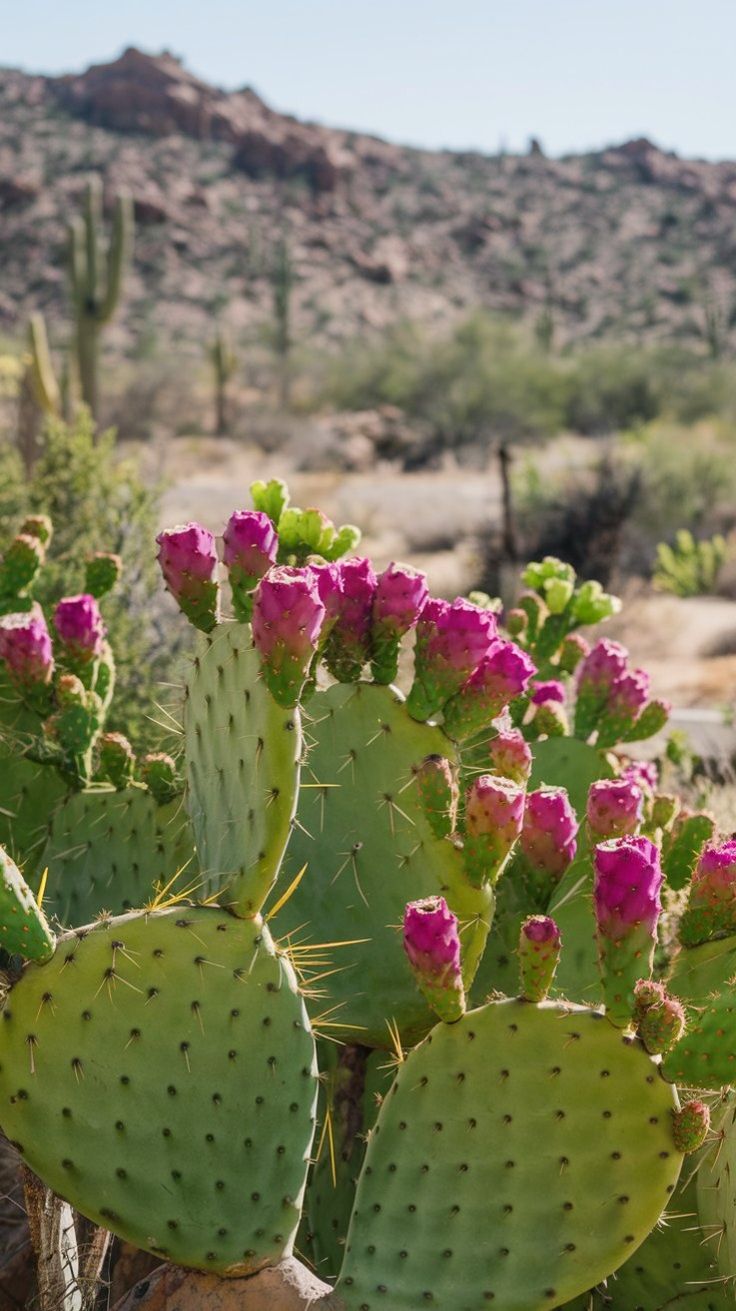 Prickly pear