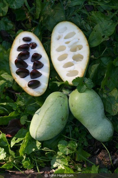 Pawpaw