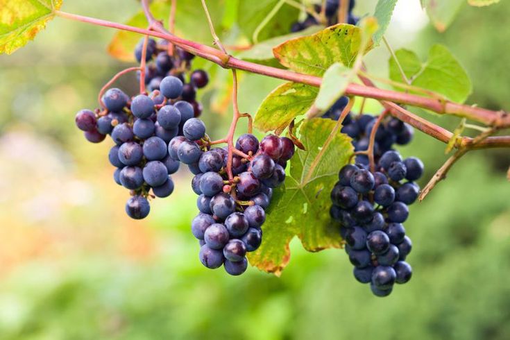 Fox grapes