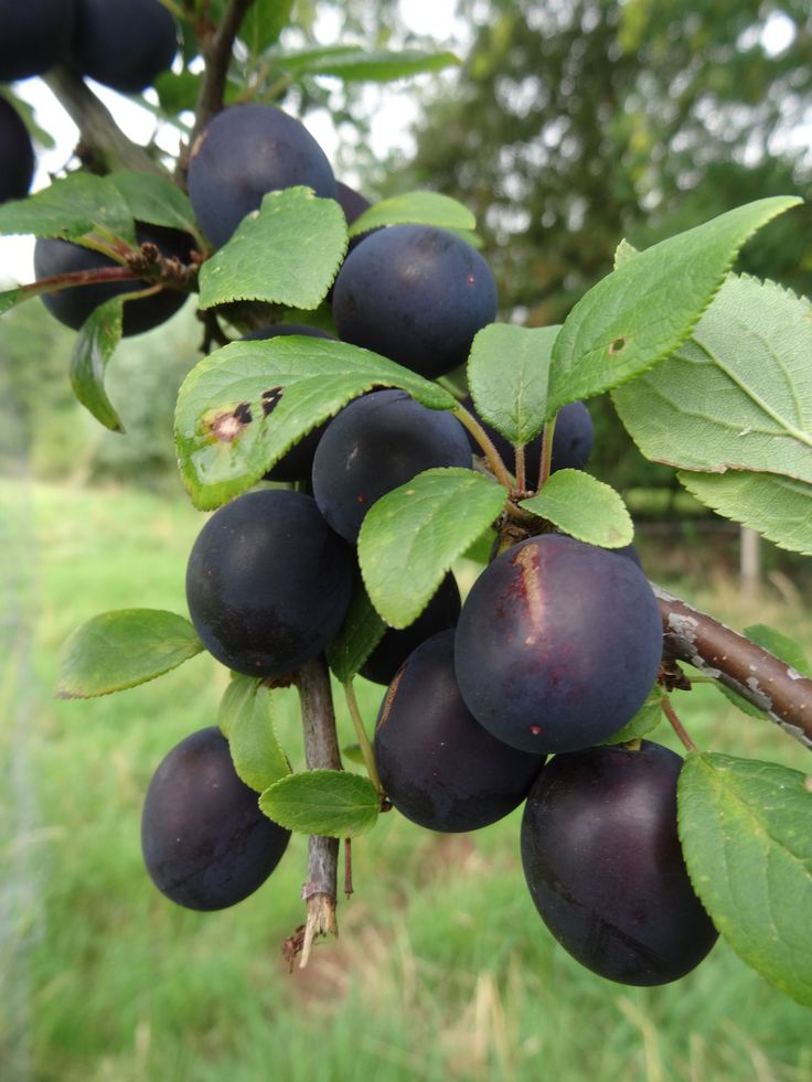 Damson Fruit