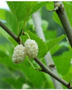 White mulberries
