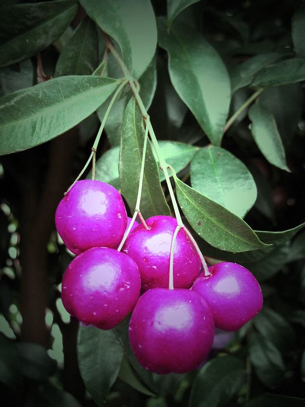 Lilly Pilly fruit