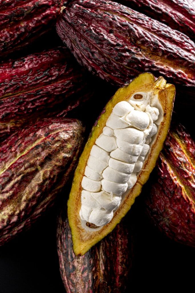 cacao fruit