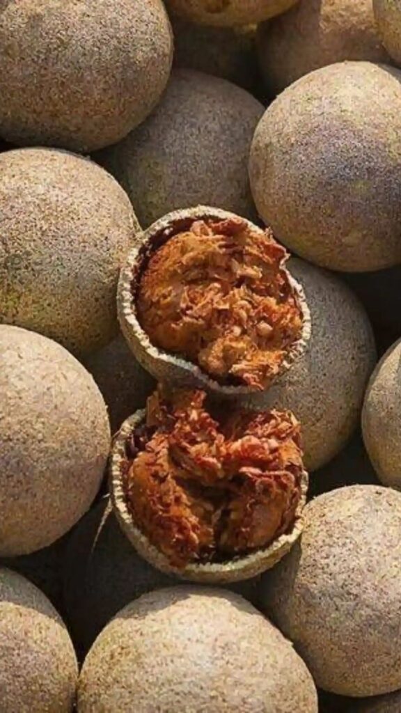 Wood apple