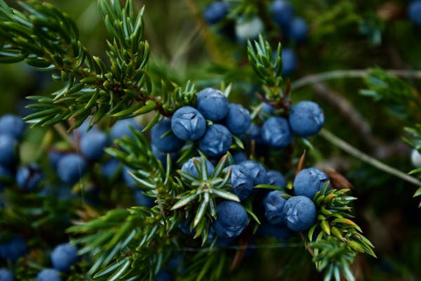 Blueberries fruit   