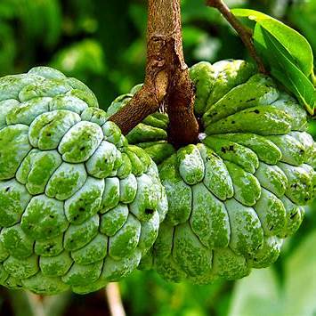Custard apple
